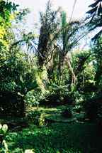 Jardin aux pamplemousses