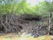 Mangrove