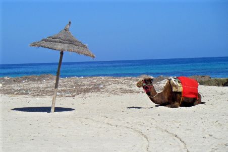 Chameau sur la plage de Djerba
