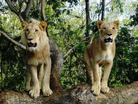 Lions du parc safari à Maurice